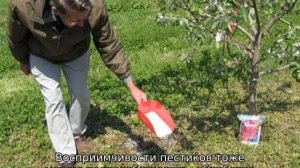 Почему не плодоносит груша