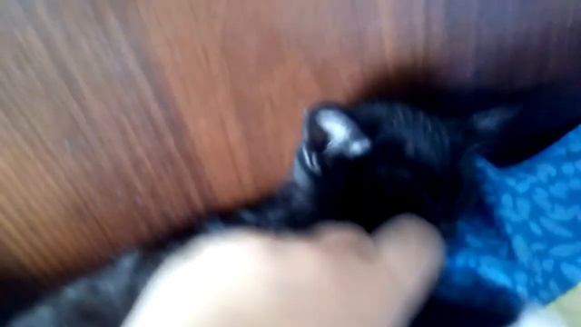 Как разбудить кошку без удобств смотреть онлайн