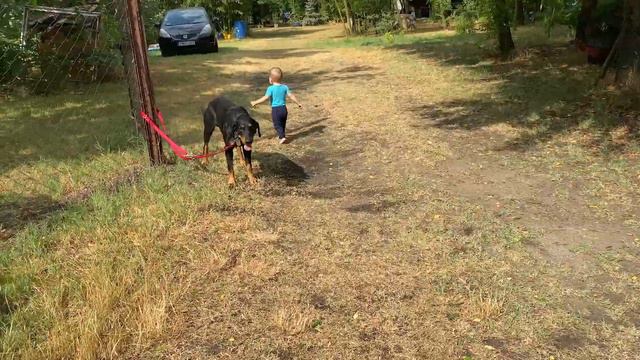 WILD BOAR HUNTERS FOR CENTURIES - The Transsylvanian Hounds! смотреть онлайн
