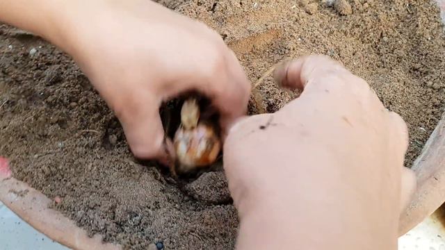 How to Grow Asiatic Lily Bulbs || Fun Gardening смотреть онлайн