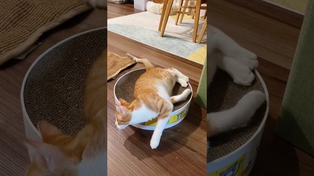 【OreoCookie Cats】当小猫咪吸了猫薄荷…… The Power of Catnip смотреть онлайн