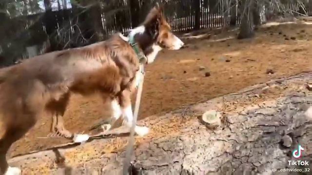 Видео моё!!!!! Всех с Новым годом но вопще он завтра но заранее смотреть онлайн