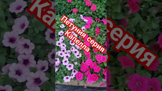 Петуния серия Капелла. Интернет магазин Вегетка нн смотреть онлайн
