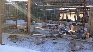 Как правильно поить уток зимой. Можно ли давать уткам снег. Почему утки улетают из хозяйства