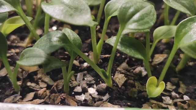 ХОСТА ИЗ СЕМЯН восьмая часть смотреть онлайн