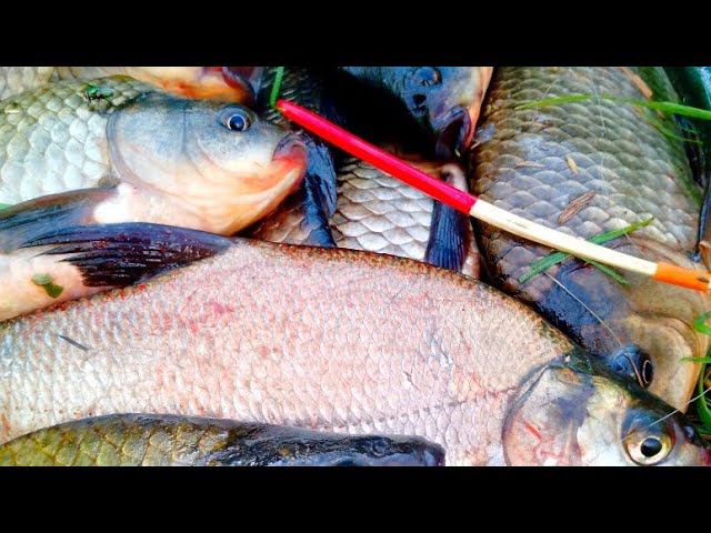 НА ОБЫЧНУЮ УДОЧКУ И ПОПЛАВОК ПЕРО!!!! ЗДЕСЬ ЛОВЯТ МЕШКАМИ!!! РЫБАЛКА НА ПОПЛАВОК смотреть онлайн