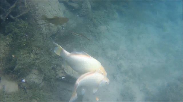 Подводная съемка на озере Курнас Крит Игорь Угорь Русалка смотреть онлайн