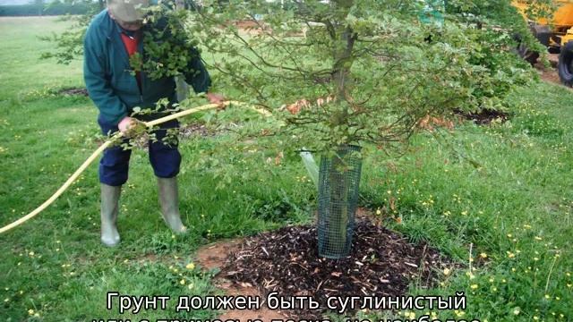Груша Перун смотреть онлайн