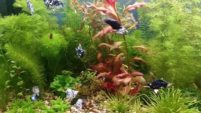 Моллинезия баллон