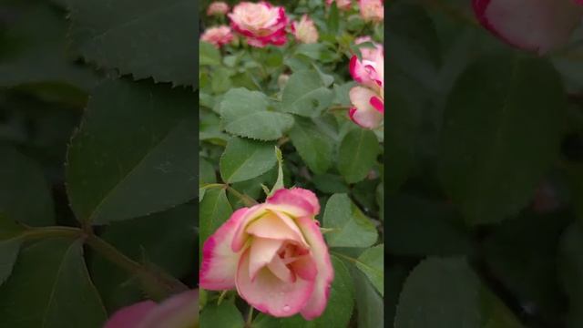 Роза штамбовая “Юбилей принца Монако” или “Jubile du Prince de Monaco” смотреть онлайн