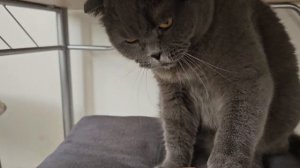 Самый злой кот в мире / Злой Британец