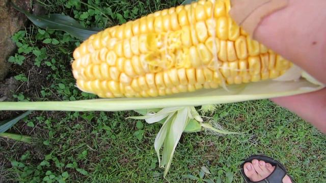 Urban Farm front yard update. Funky trombones & fresh Bananas for all смотреть онлайн