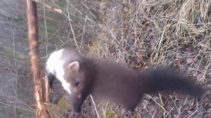 ловля куницы на петли!!легко и просто!!
