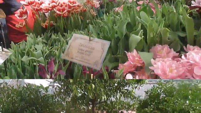 Весеннее путешествие на Аптекарский остров смотреть онлайн