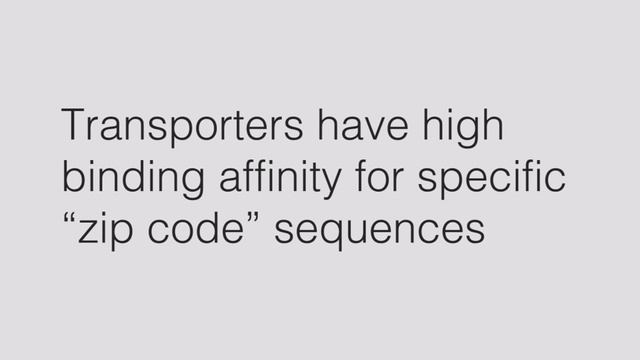 Zip Code Hypothesis смотреть онлайн