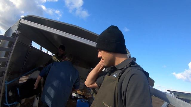 DEFLATING A CALF | VLOG 24: Calf bloat and lamb post mortems смотреть онлайн