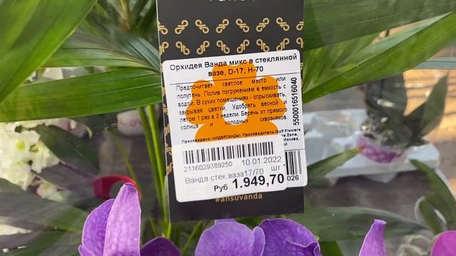 Свежее поступление и глобальная распродажа орхидей в Оби. смотреть онлайн