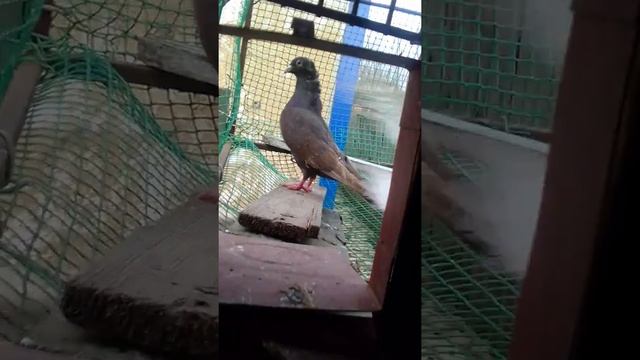 весна голуби садяться на яйца