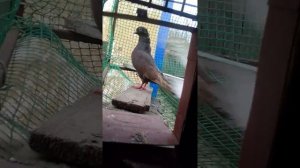 весна голуби садяться на яйца