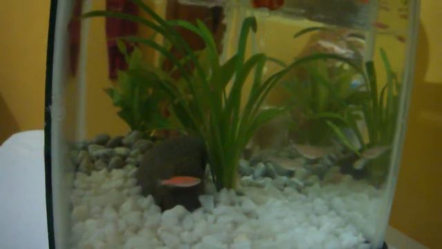 Corycat, Rummy nose tetra, Red-Eye Swordtail, and Pink Danio in a tank смотреть онлайн