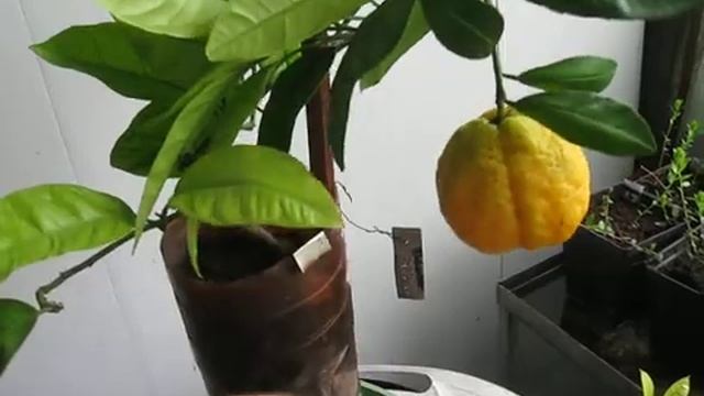 Мандарин Агудзера