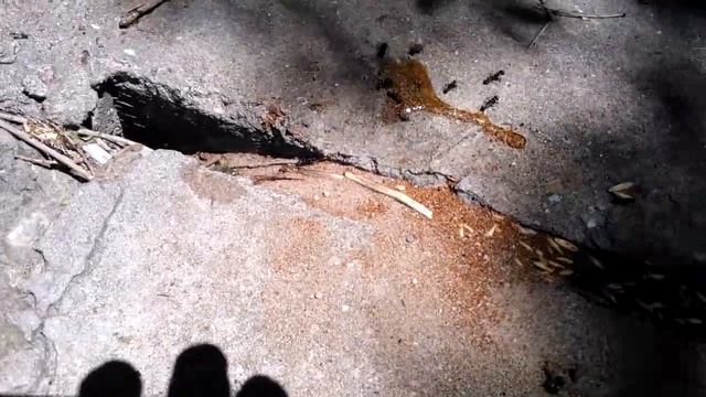Гнездо муравьев Camponotus Vagus. смотреть онлайн
