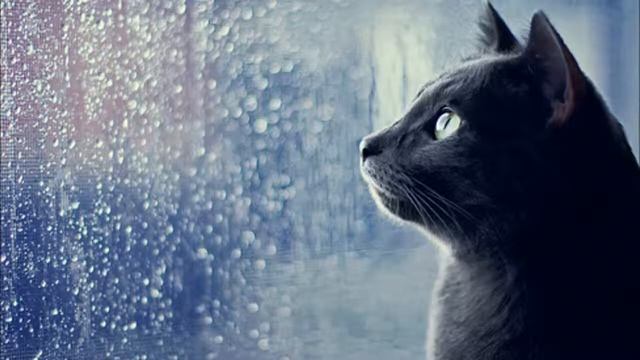 Apologies for the Rain (Remastered) смотреть онлайн