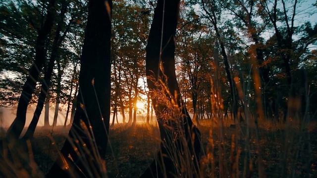 Powerful Prayer for World Peace, I Forgive Myself and Everybody in my Life, Nature Birds, Hangdrum смотреть онлайн