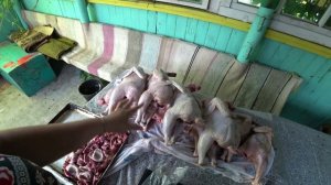 Какая порода кур более мясная? Сравниваем вес цыплят