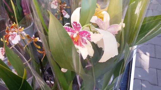 ОРХИДЕИ в Оби Парнас..14.06.20. смотреть онлайн