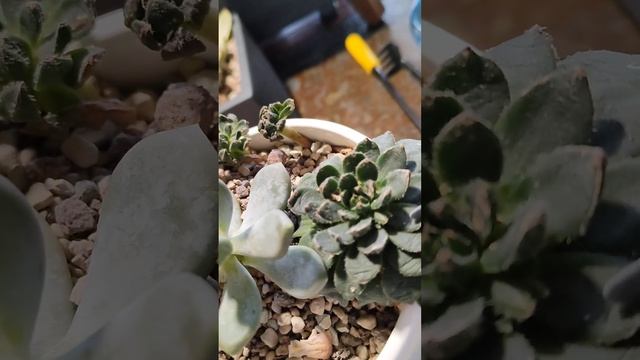 Ошибки составления Суккулентного Садика. Мой опыт. смотреть онлайн