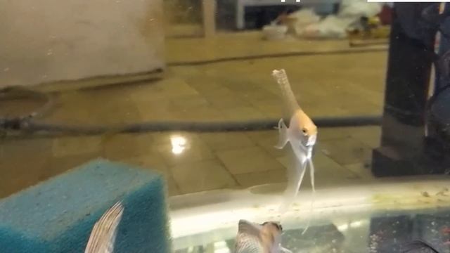 Скаляры. Будущие производители. смотреть онлайн