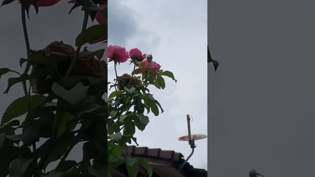 Beautiful roses with Verbena Bonariensis смотреть онлайн