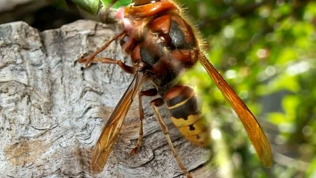 Новости!Полосатые убийцы: как не стать объектом нападения шершней смотреть онлайн