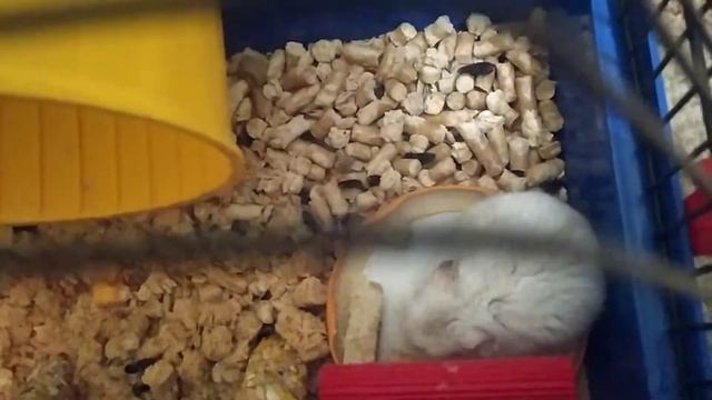 Что делать если потерялся хомяк 🐹 смотреть онлайн