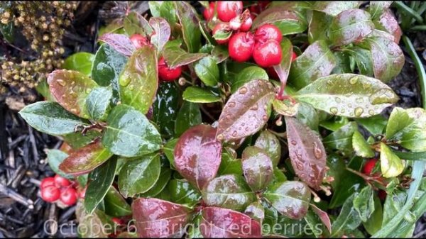 Wintergreen (Gaultheria Procumbens) - A Splash of Winter Color - October 6
