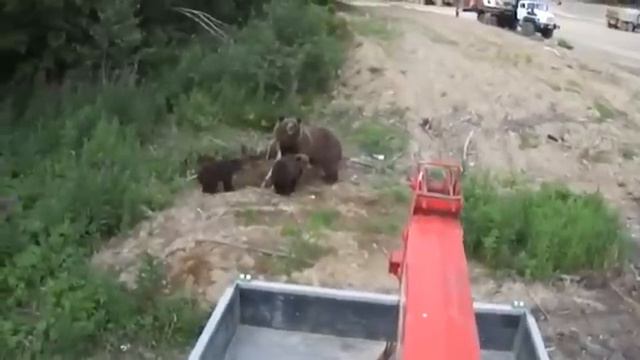 Жесть! Медведь в Качикатцах на пароме смотреть онлайн