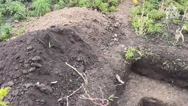 ПАЛЬМА В ОТКРЫТОМ ГРУНТЕ. смотреть онлайн