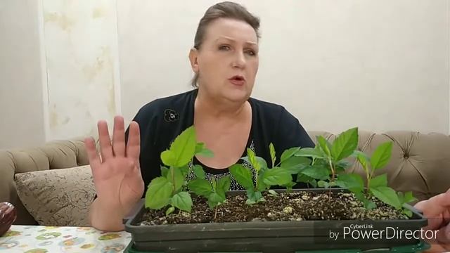 Сеянец яблони. Определяем - сортовой или дичок. смотреть онлайн