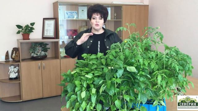 Шикарная рассада томатов и перцев!!! смотреть онлайн
