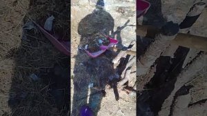 КУДА ДЕВАТЬ СОБАЧЬИ ЭКСКРЕМЕНТЫ(какахи), используем их в огороде.Это лучший перегной..