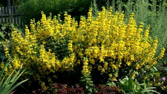 Какие цветущие многолетники нужно делить и пересаживать осенью смотреть онлайн