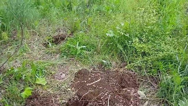 Двух часовой выезд! металлокоп тх 850 , 2022г! смотреть онлайн