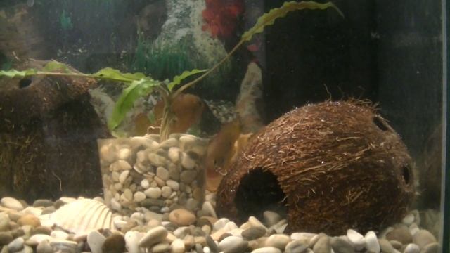 Делаем рыбкам дом из кокоса.Make Fishes House of coconut. смотреть онлайн
