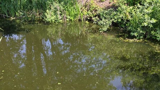 Цветение водоёма, профилактика. смотреть онлайн