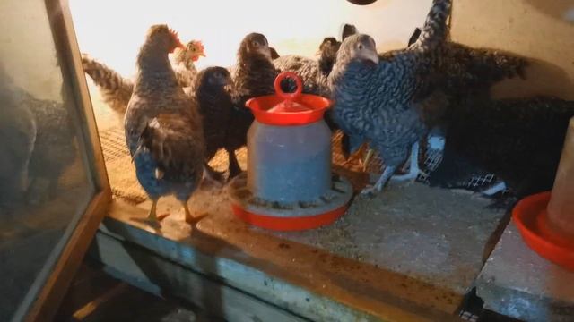 Новости из курятника: редкие породы кур-им 3 месяца. "Мое Подворье" смотреть онлайн