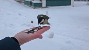 Кормили семечками птичек, но тут прибежала белочка и выпросила орешку!