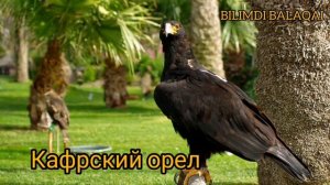 #BirdsofAfrica#ПтицыАфрики#Африкақұстары#Фламинго ПТИЦЫ АФРИКИ. ФЛАМИНГО. ГРИФ. УВЛЕКАТЕЛЬНЫЕ ВИДЕО