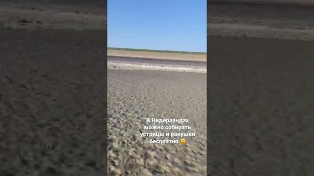Собираем устрицы и съедобные ракушки / Отличный отдых для детей#нидерланды #северное море#Зеландия смотреть онлайн