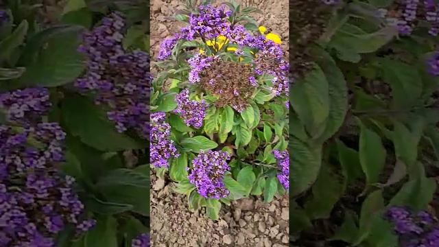 Последние краски осени??...